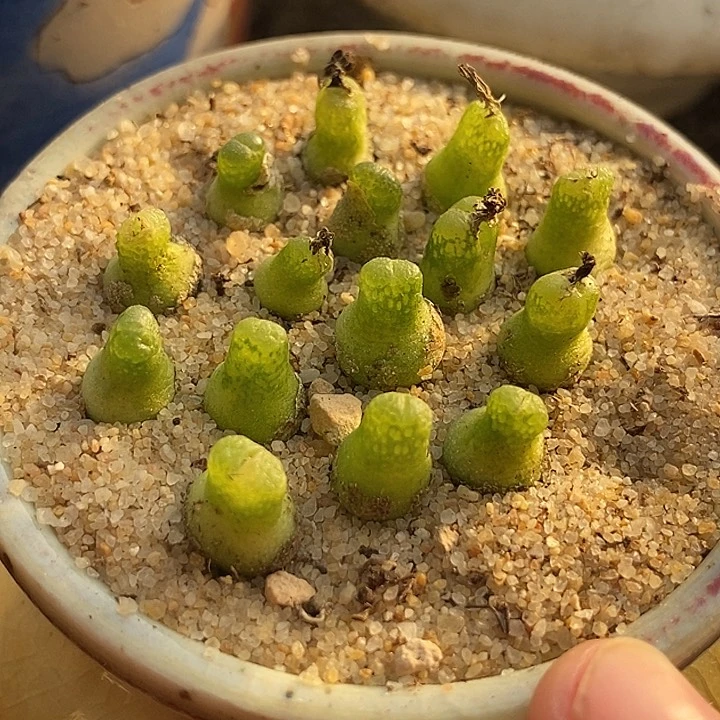 ?****T17526一盆小葫芦样本