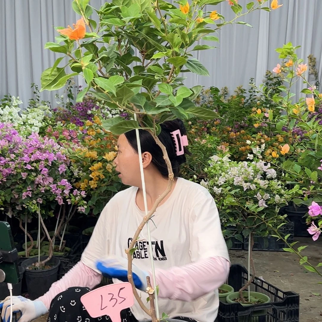 自***乐大部分花苞少量开放L35变色龙