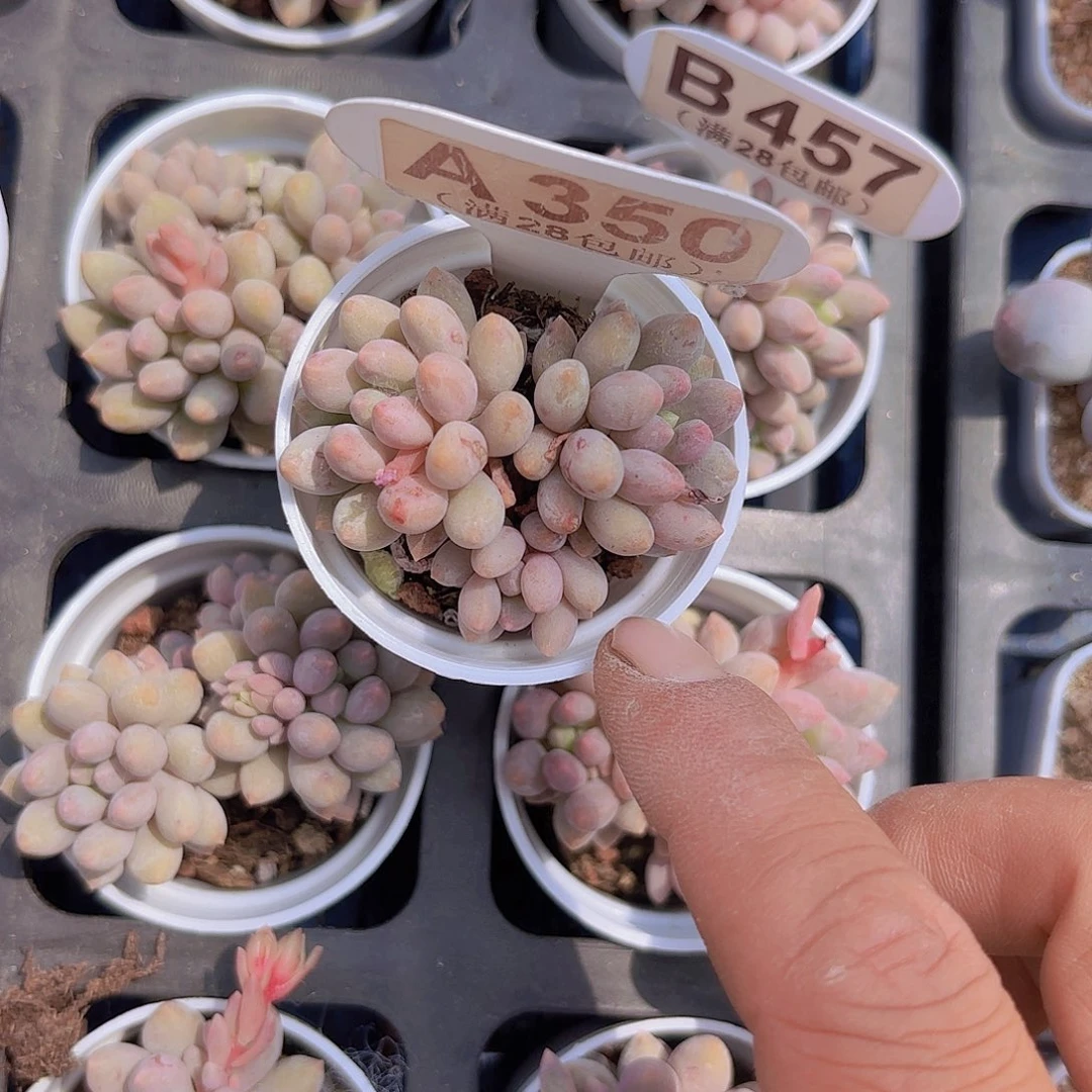 A350蓝莓奶酪一物一拍