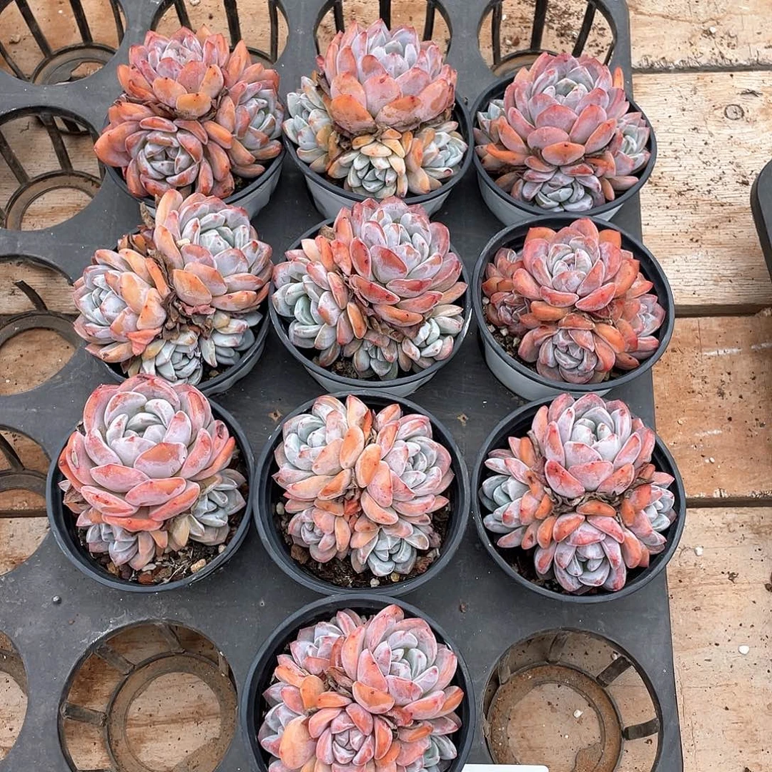 679多肉植物多肉植物