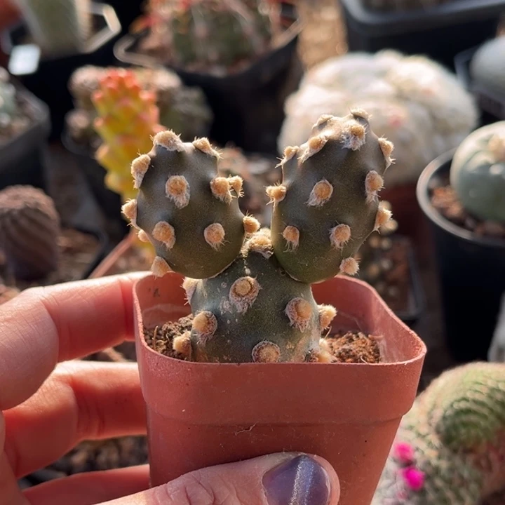 团扇一物一拍自根