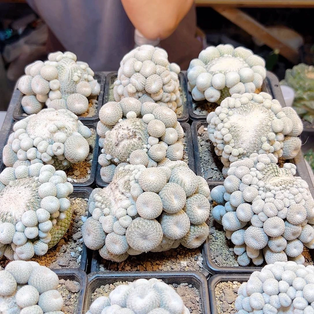 子吹月世界7.5公分无根带盆