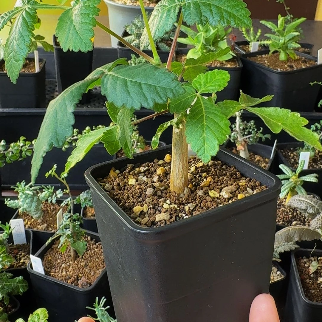 特价 实生裂榄带盆土顺丰空运包邮