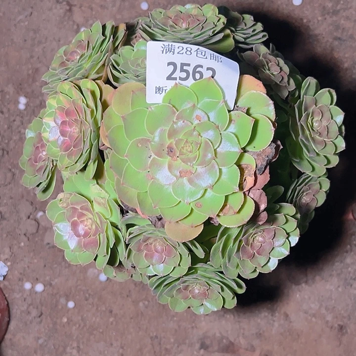 2562红心万圣节多肉植物