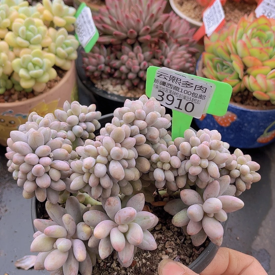 3910汤圆缀多肉植物