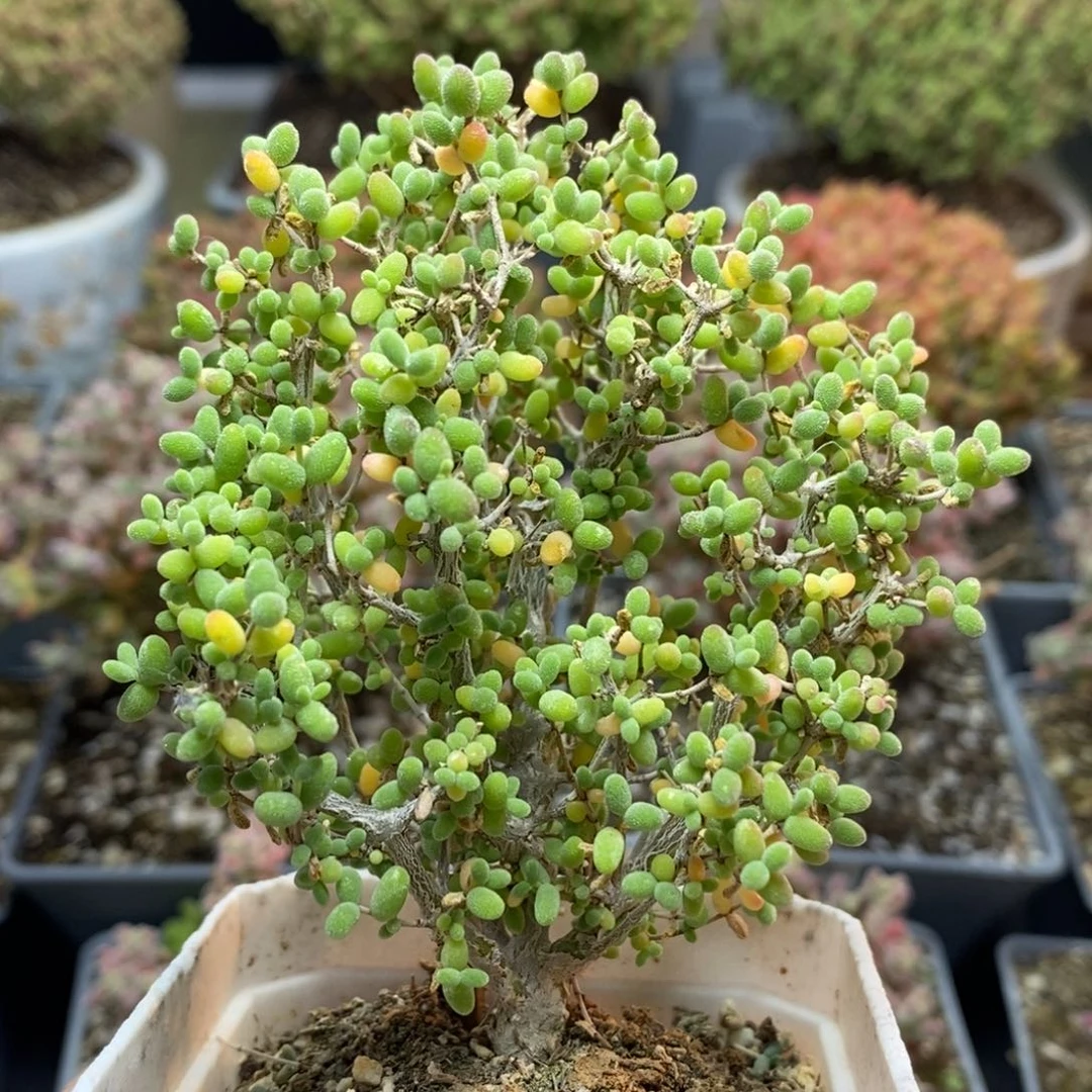 下播福利米粒5831枝干番杏