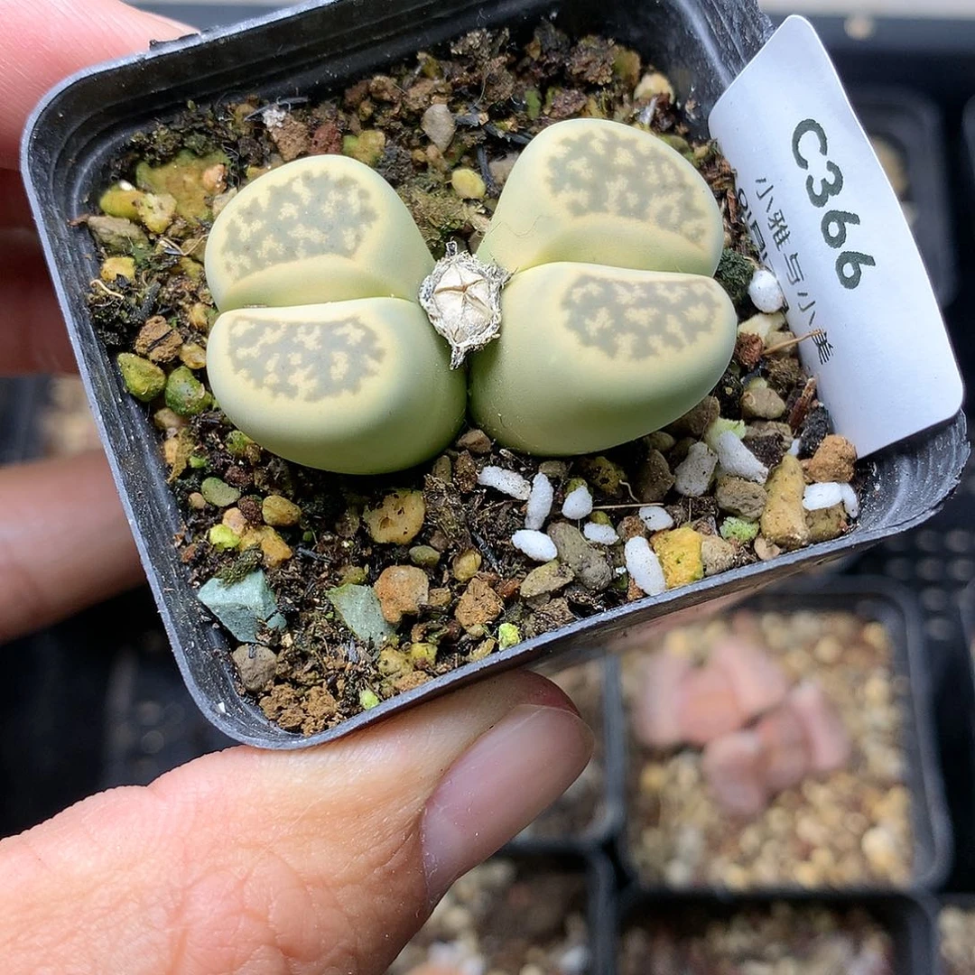 C366多肉植物保护