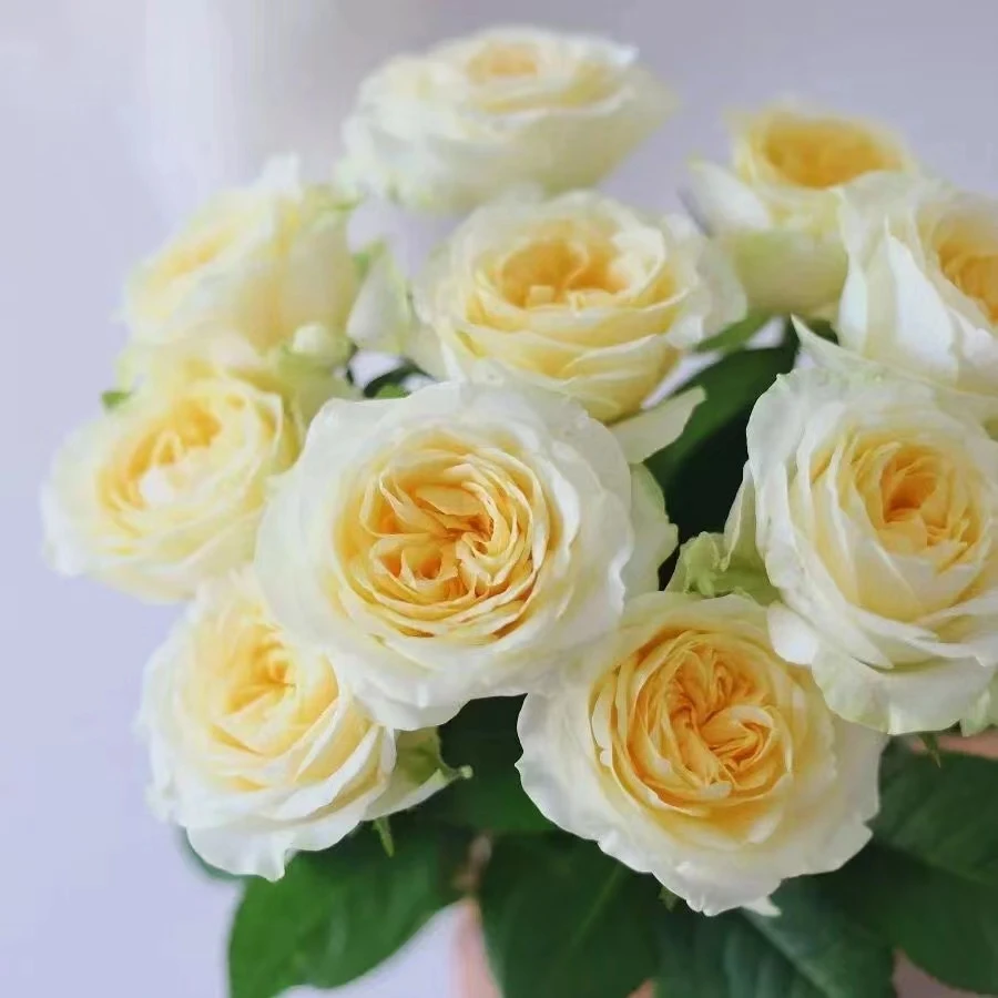 氧花季 奶油杯玫瑰18支+2支防损 收到先醒花 拍2单升级快递