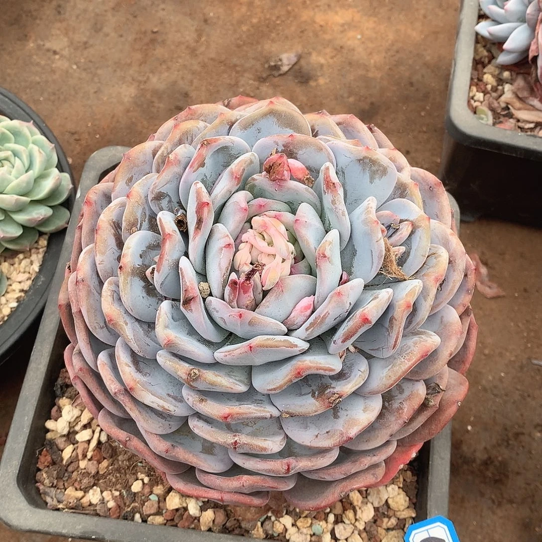 642橙子一物一拍多肉