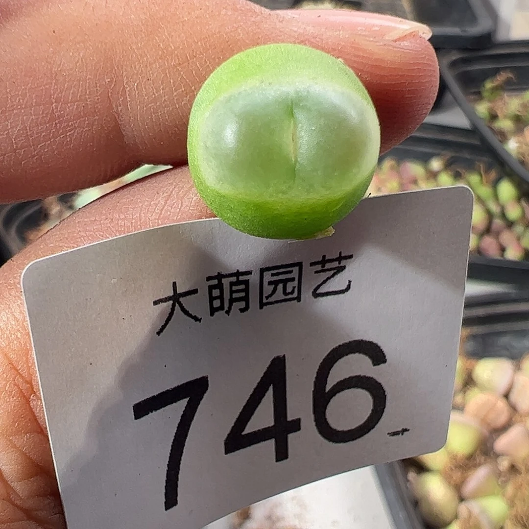 一物一拍脱土发。    746