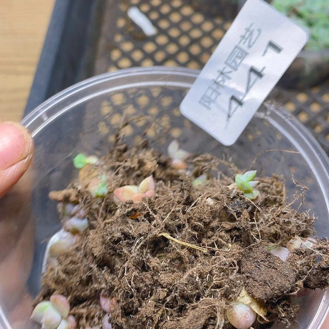 多肉植物多肉植物441