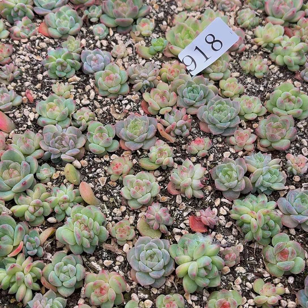 觅*踪多肉植物多肉植物918