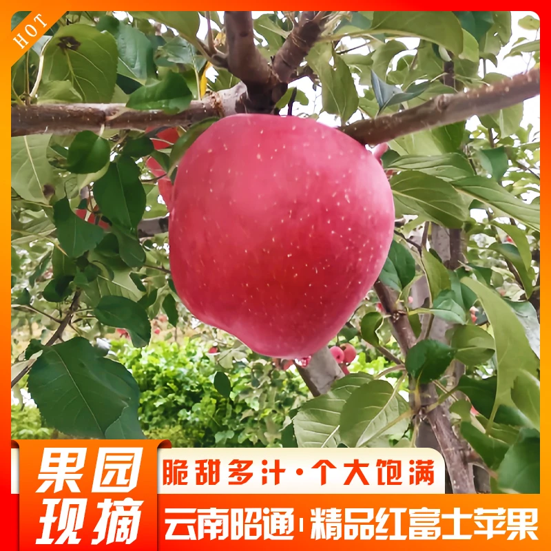 云南昭通红富士苹果新鲜现摘脆甜多汁冰糖心水果