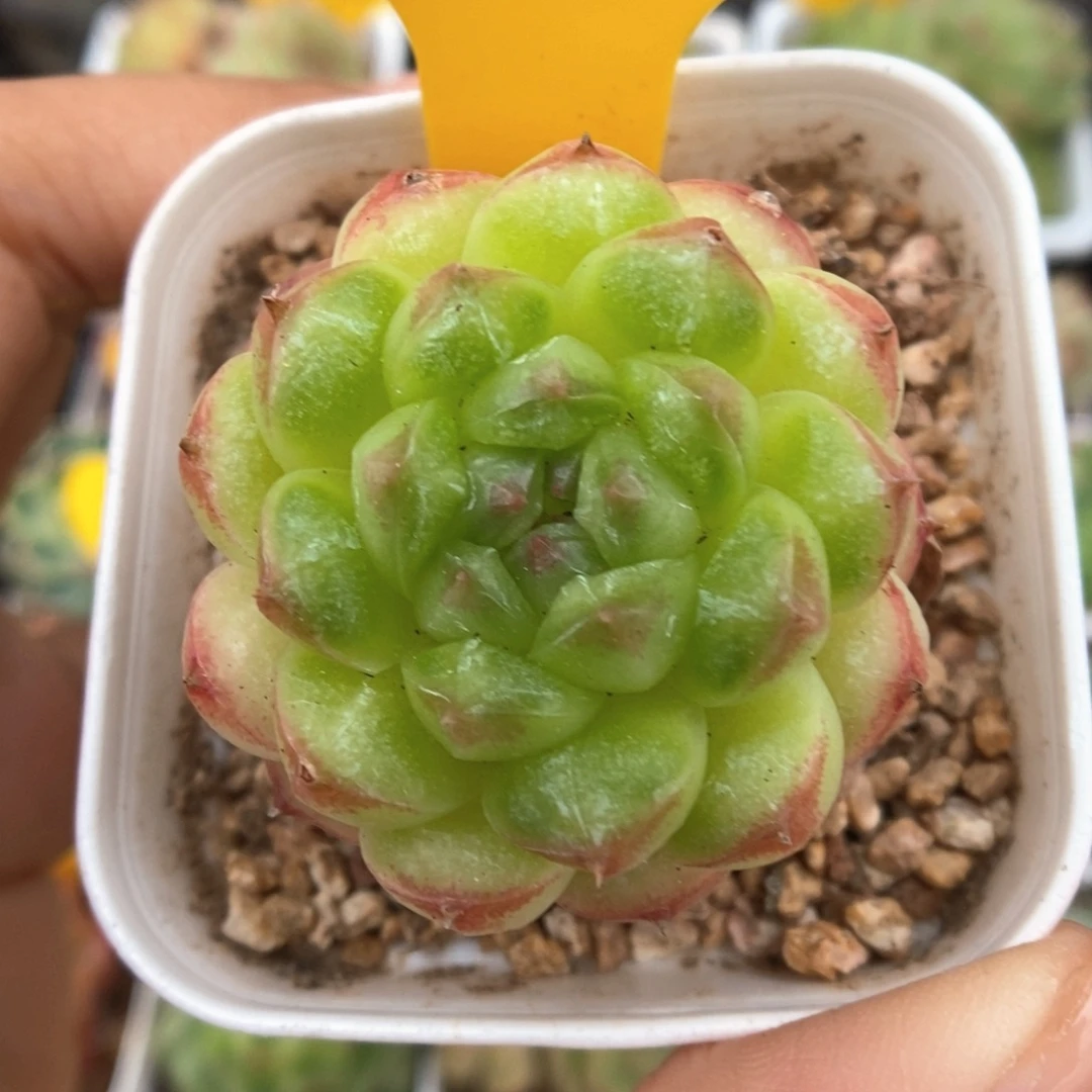 绿泡泡可拍528号。