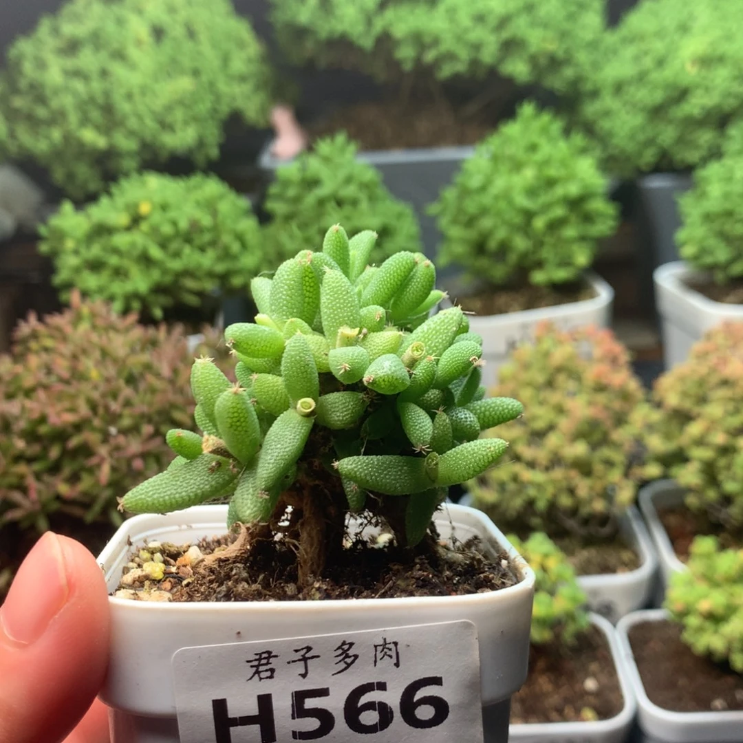 566玉米。