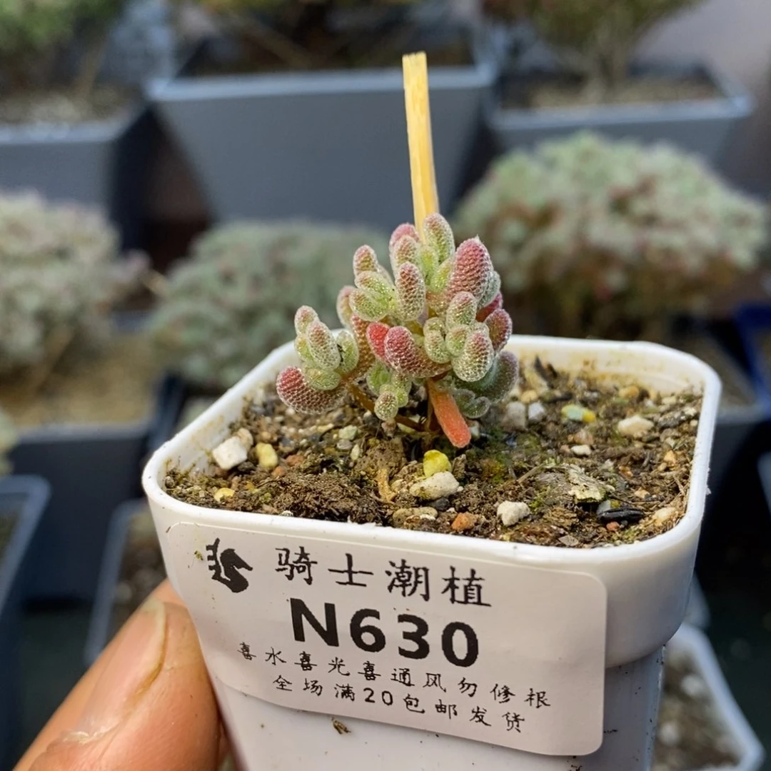 630实生精控优选冰晶