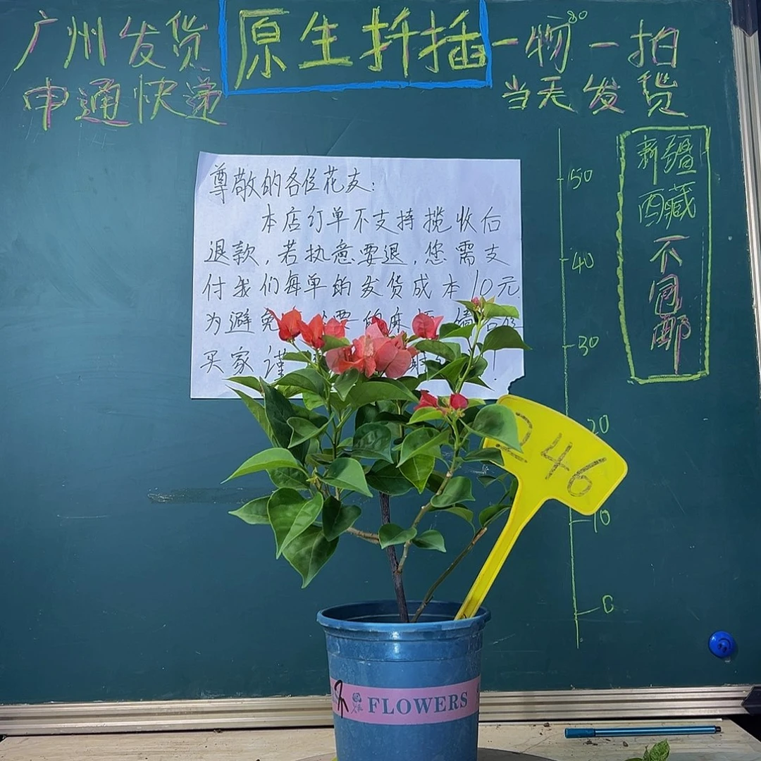 当前无花栽培后可以开花不甜西瓜 246