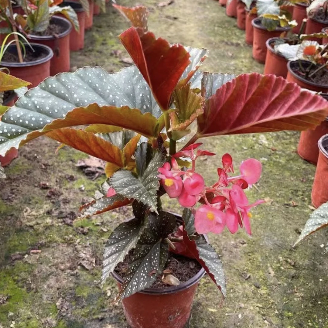 竹节海棠皮实耐养可开花可观叶，叶损无售后完美主义勿拍