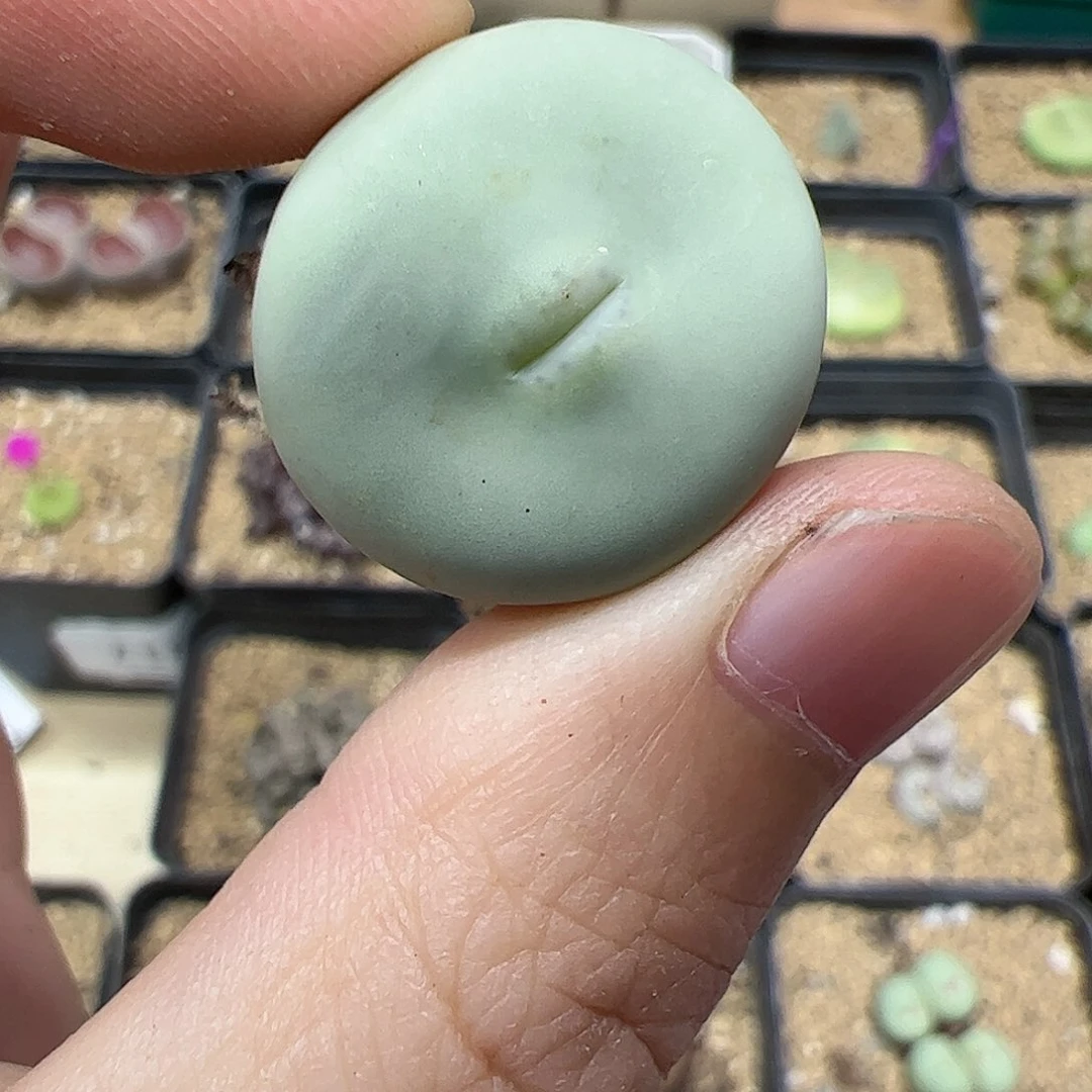 【闪购商品】宴****犁345 福利dows