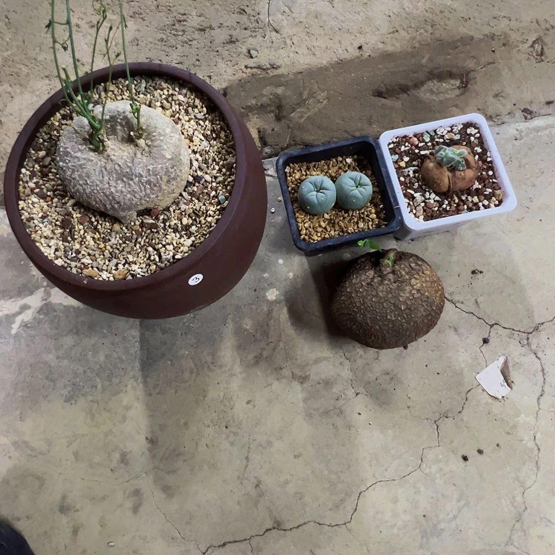 一***腹断崖王子大尤银草球山乌龟西番莲脱土发货