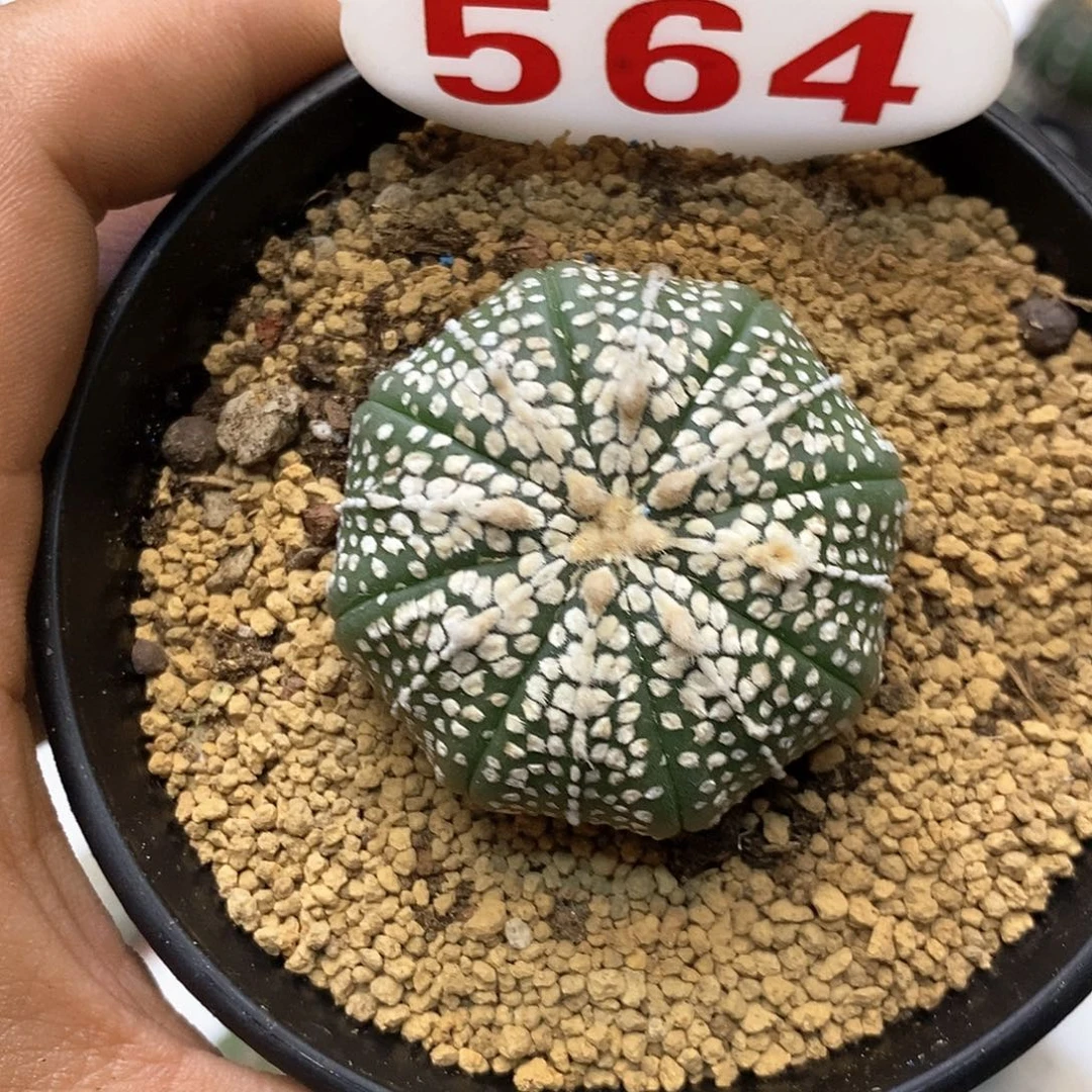 564琉璃皇室奇迹系列
