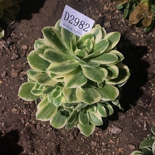 2982迈巴赫多肉法师