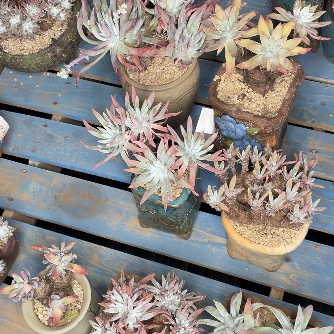 7颗特价不售后老桩组合11600