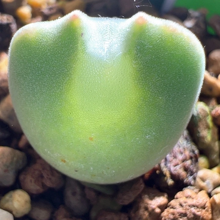 w700。青蛙3年精灵耳大眼睛 88折后价