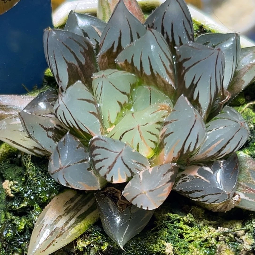 恭喜发财大吉大利951