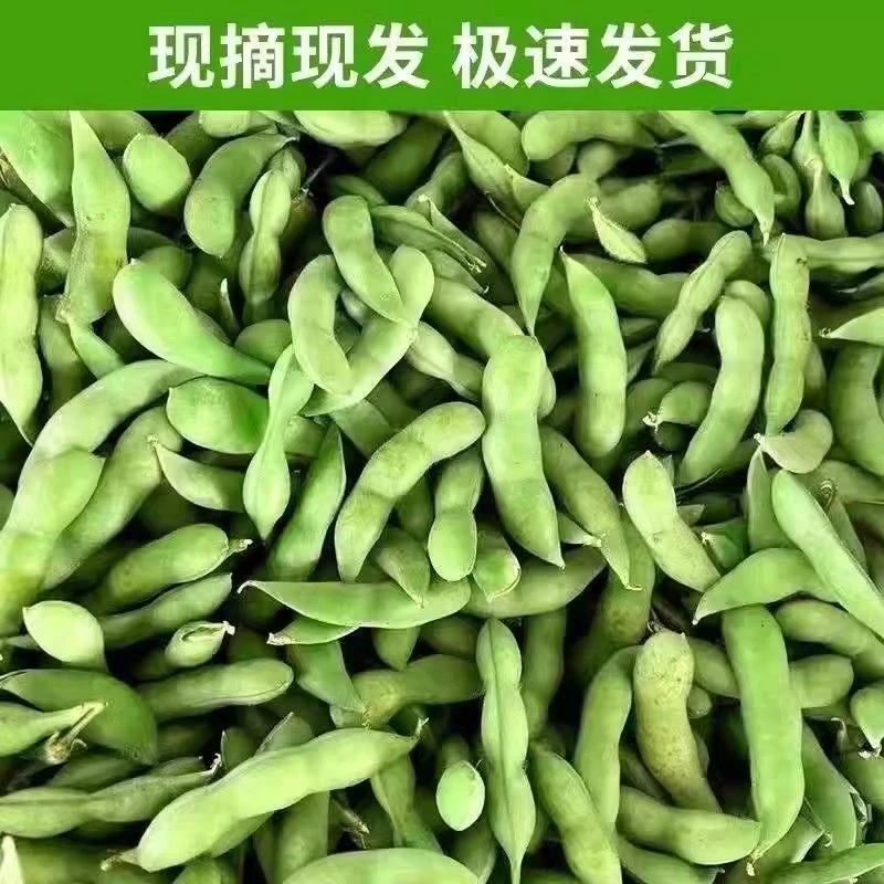 湖北毛豆特大新鲜毛豆青豆现摘露天带壳毛豆农家自种毛豆时令蔬菜