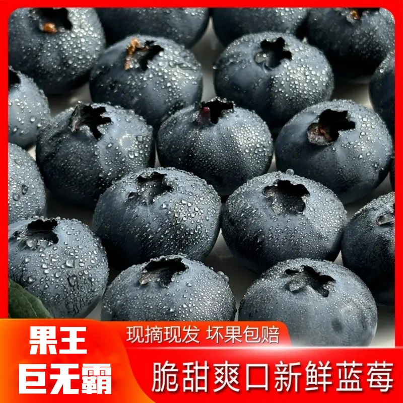 正宗丹东蓝莓新鲜水果现摘大果宝宝蓝莓原产地直发6/12盒
