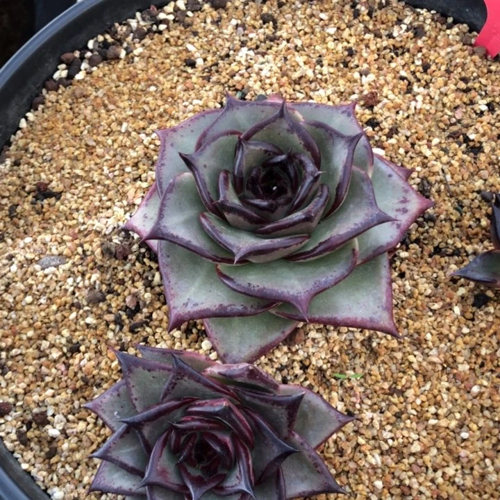 大王美宽出侧芽00000000013