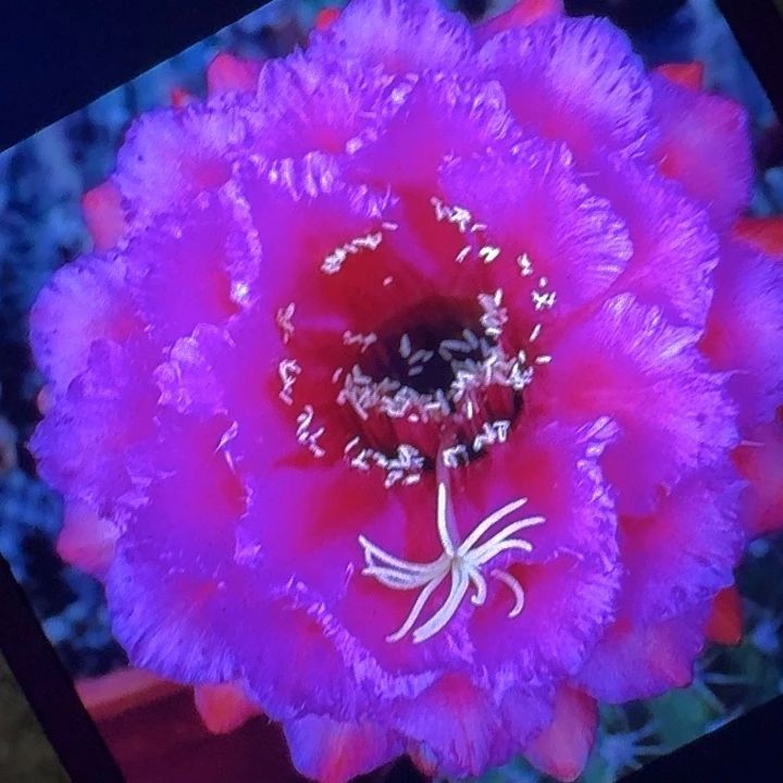 流苏带根冠服7公分左右毛花柱