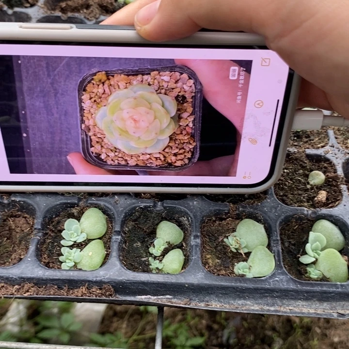 逍遥2叶插苗一个量拍