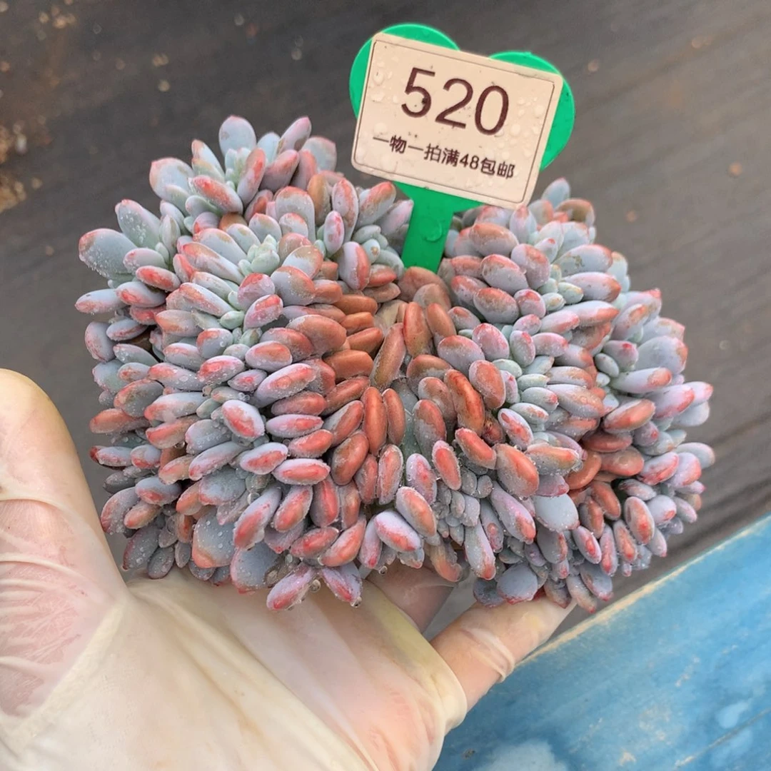 粉兔缀化一物一拍520