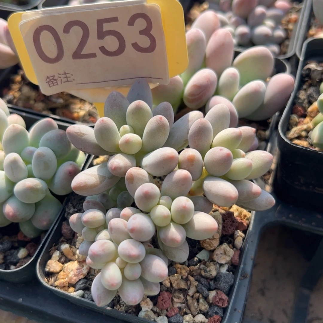 仙子奶酪多肉植物
