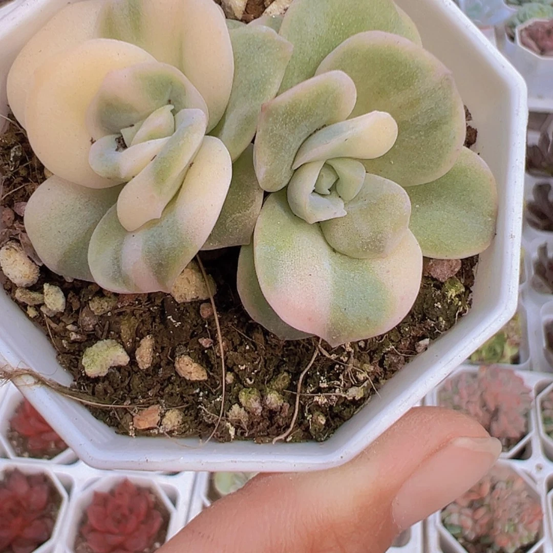 可爱玫瑰锦19包邮