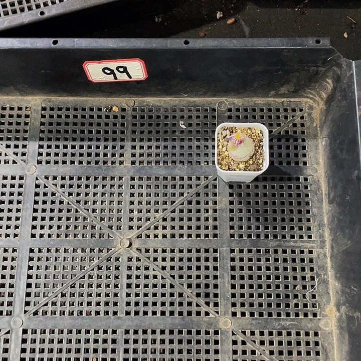 -***爱99号筐带盆土发货