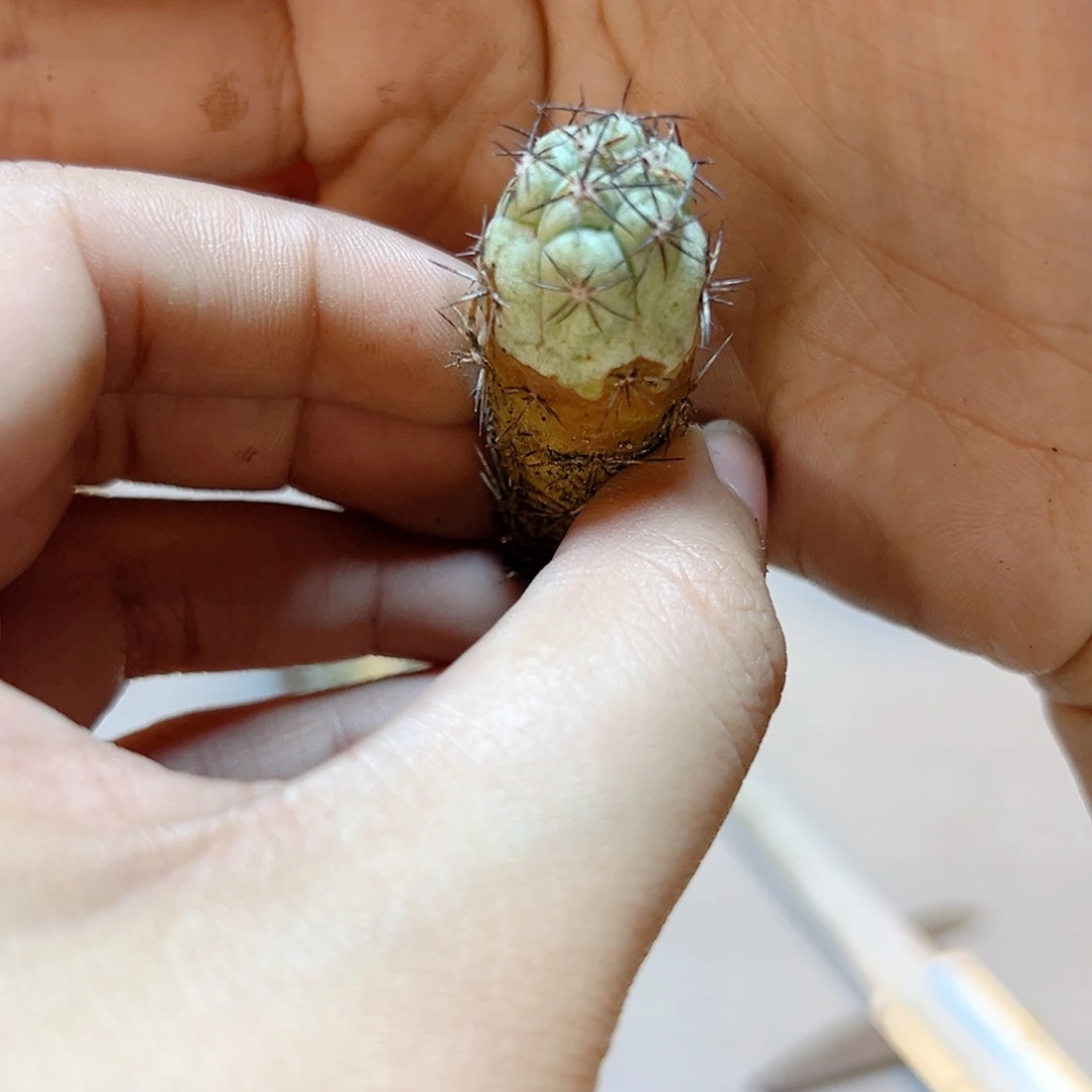 自根单头帝王1.7公分