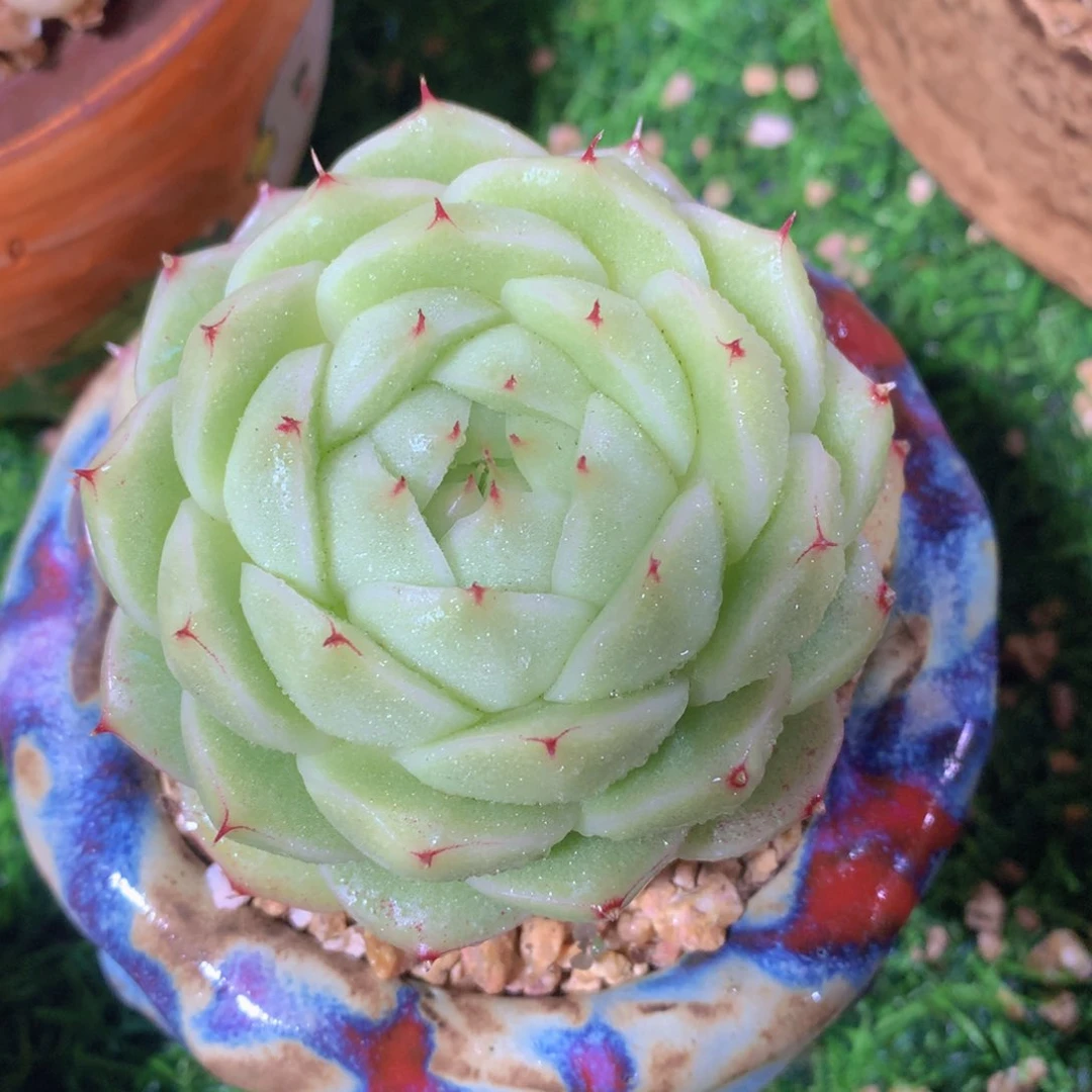 麦秆8 公分一物一拍