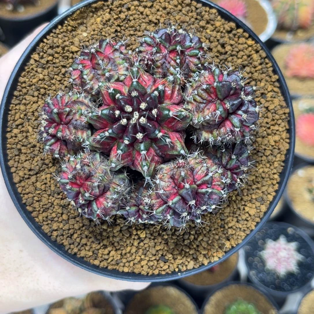 海神锦群生—————-