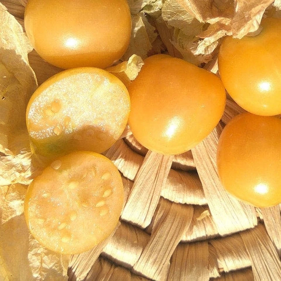 新鲜采摘云南菇凉果现摘现发当季鲜果清甜爽口