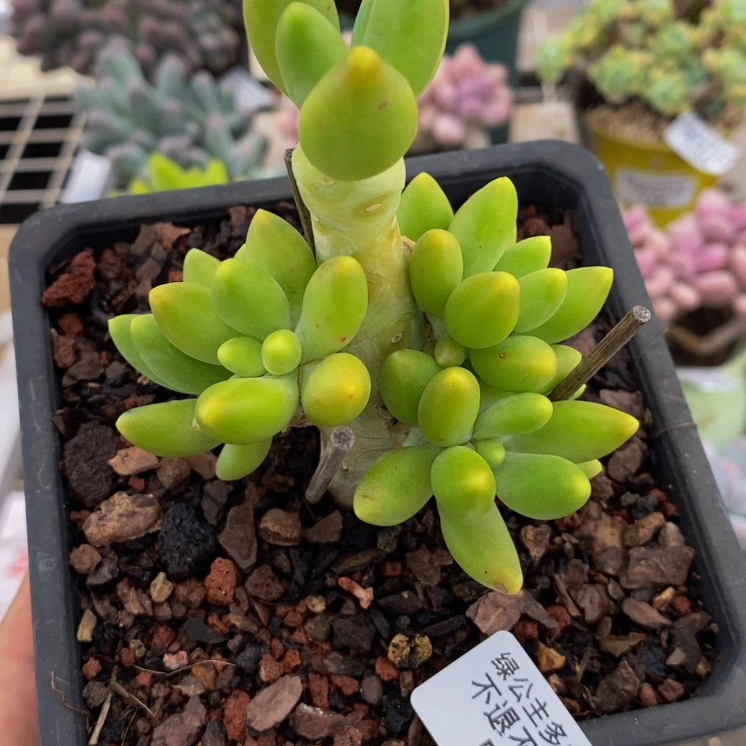 芒果奶酪082/6cm多肉