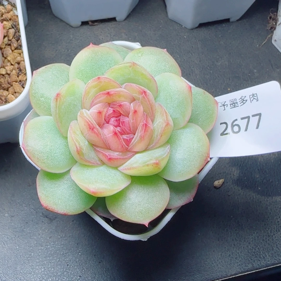 世兰珍妮，2677多肉植物