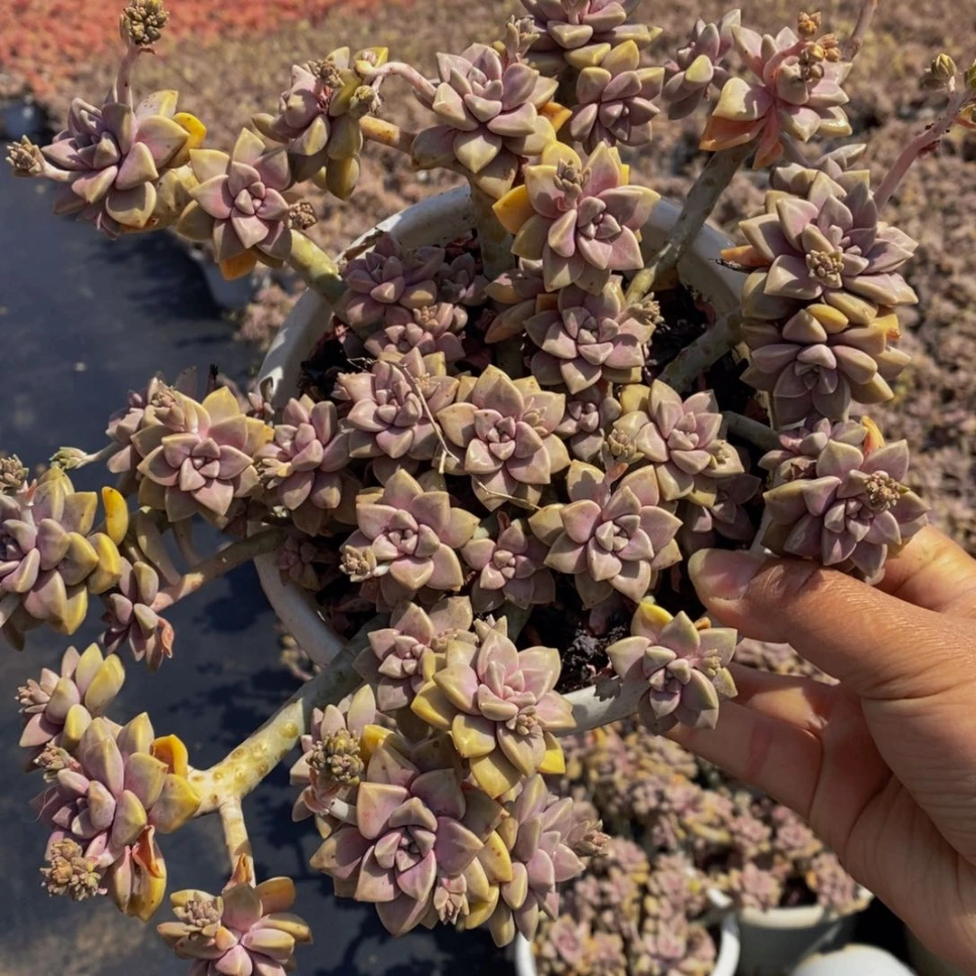 阿伦培整桩大盆群多肉