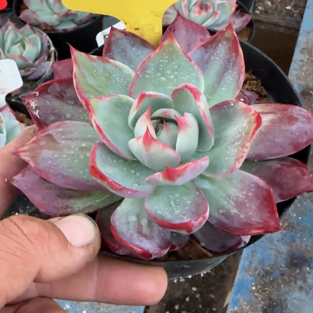 惊鸿一物一拍包装收缩花旱383