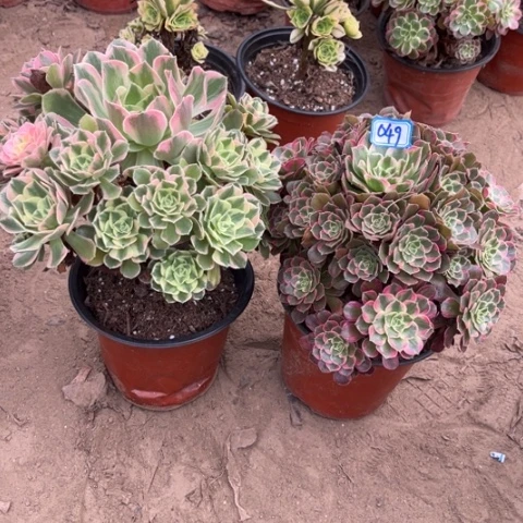 049多肉植物组合，