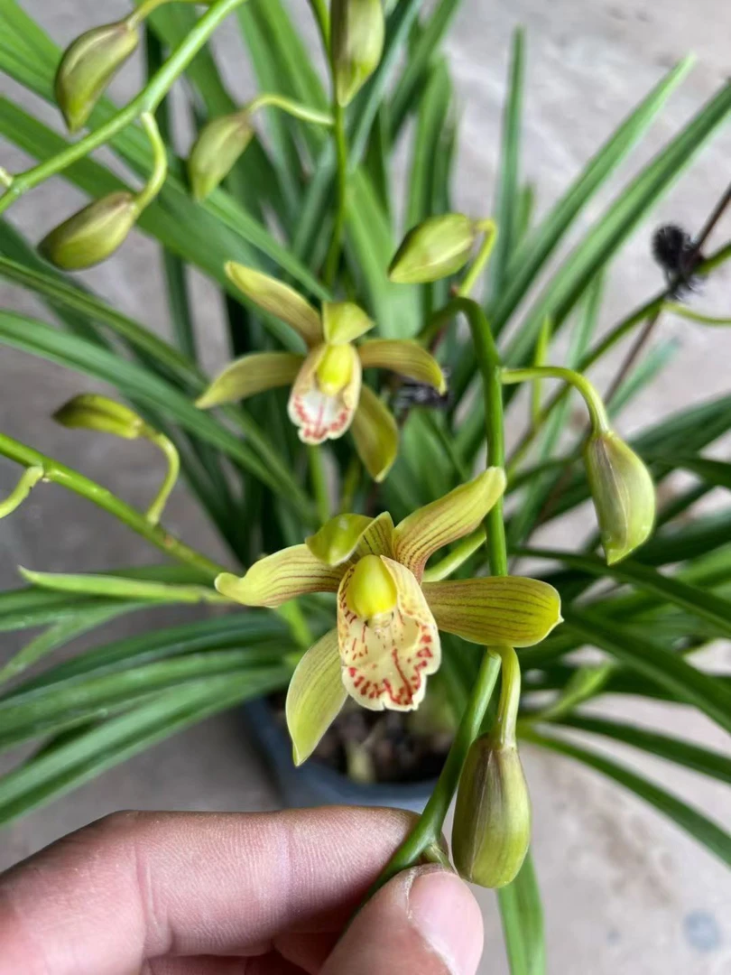 【花仙子】多枝浓香型兰花室内盆栽花卉