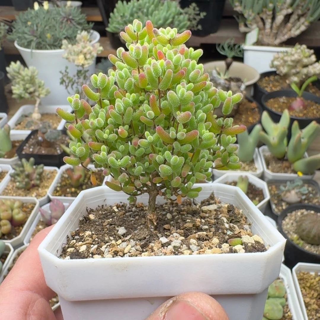 蜜橘糖球多肉。