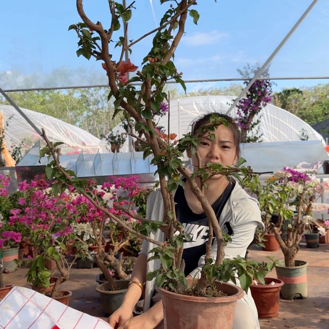 大部分花苞少量开放
